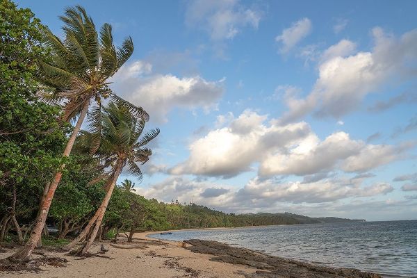 Fiji-Viti Levu Beach with palm trees and white clouds